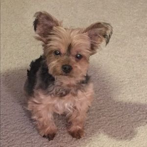 Meet your Posher, Taylor